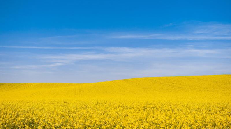A vast field of yellow flowers under a clear blue sky