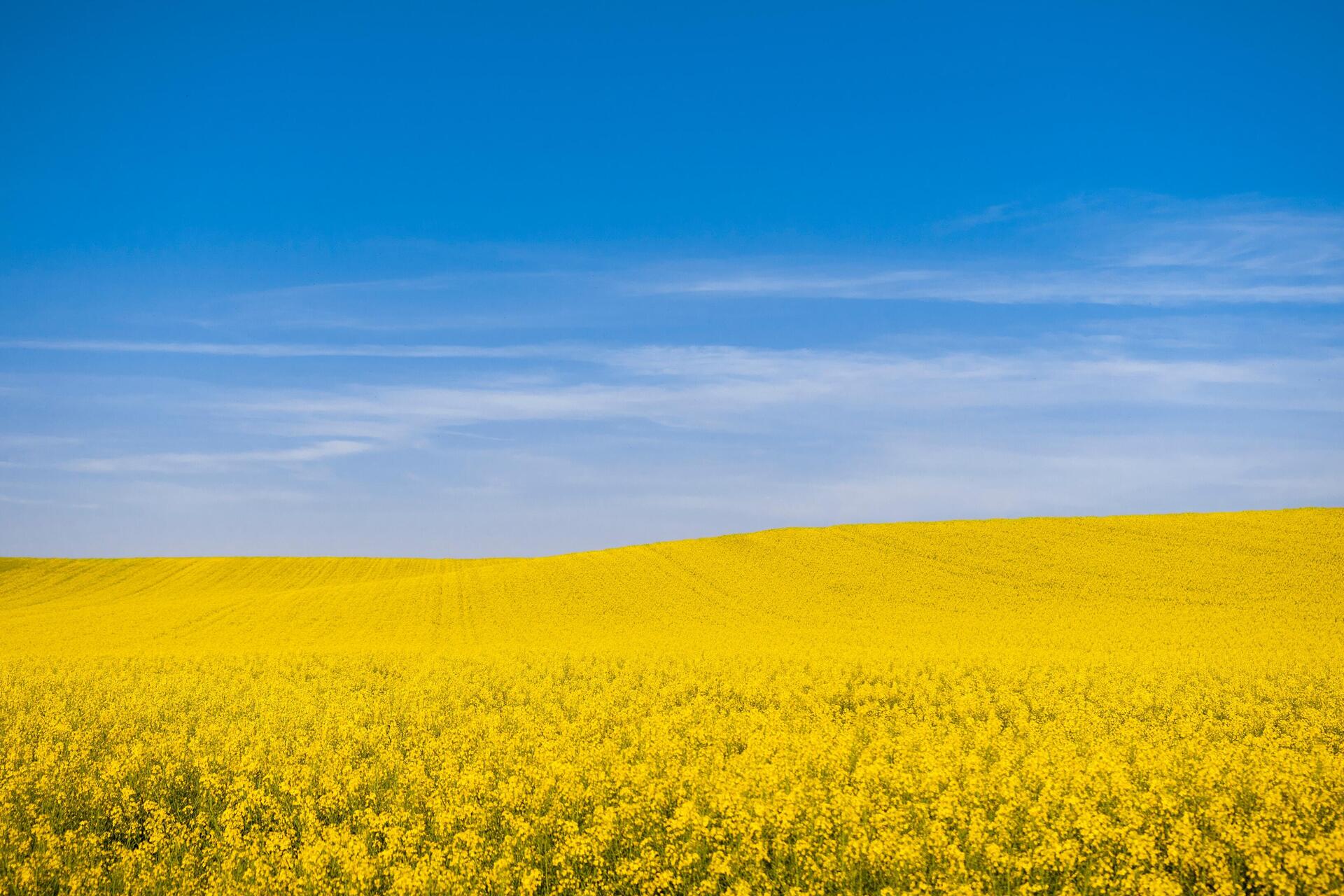 A vast field of yellow flowers under a clear blue sky